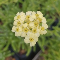 Achillea 'King Alfred'